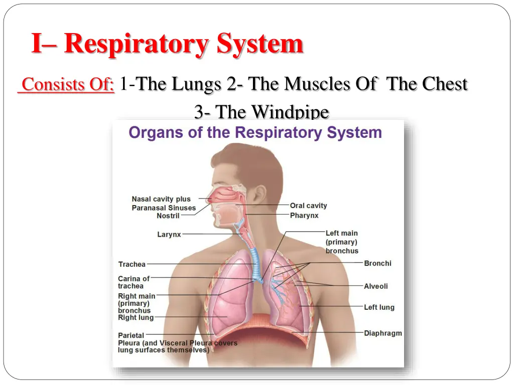 i respiratory system