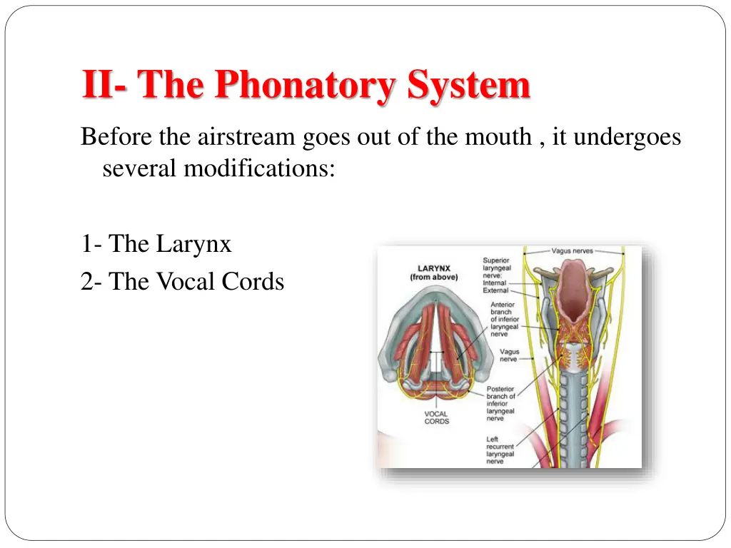 ii the phonatory system