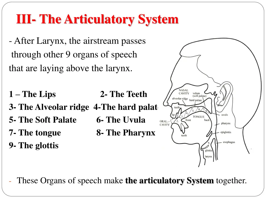 iii the articulatory system