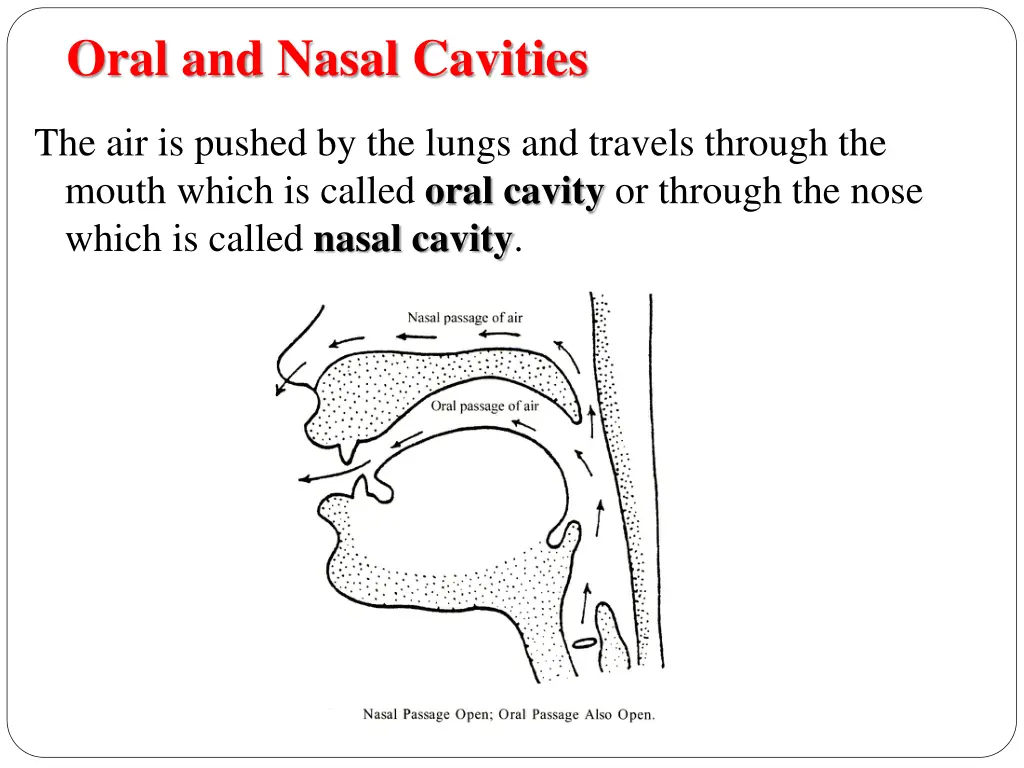 oral and nasal cavities