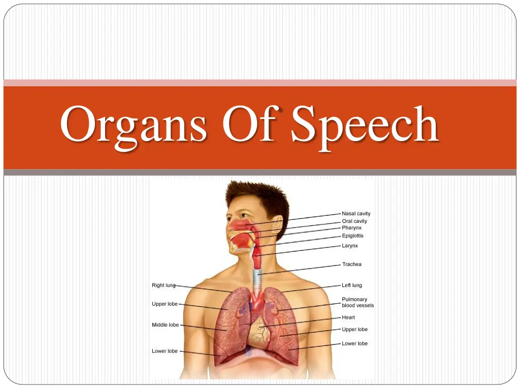 organs of speech