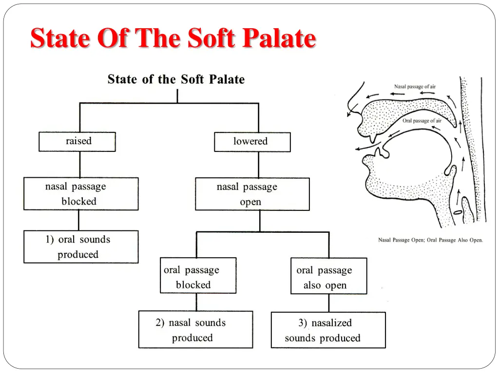 state of the soft palate