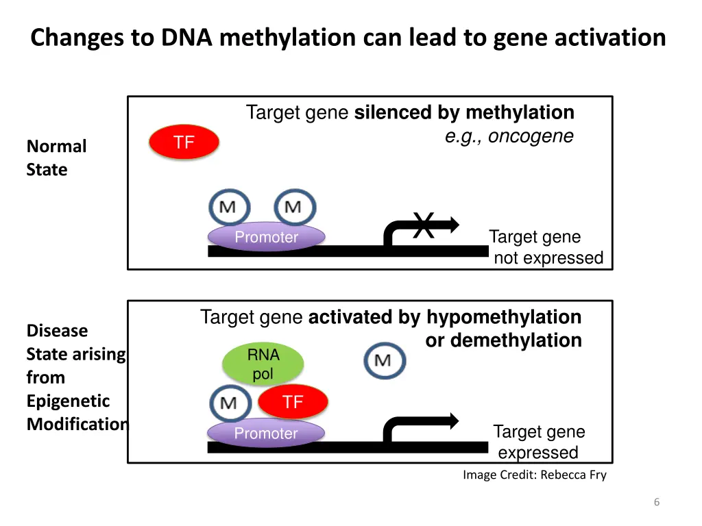 changes to dna methylation can lead to gene 1