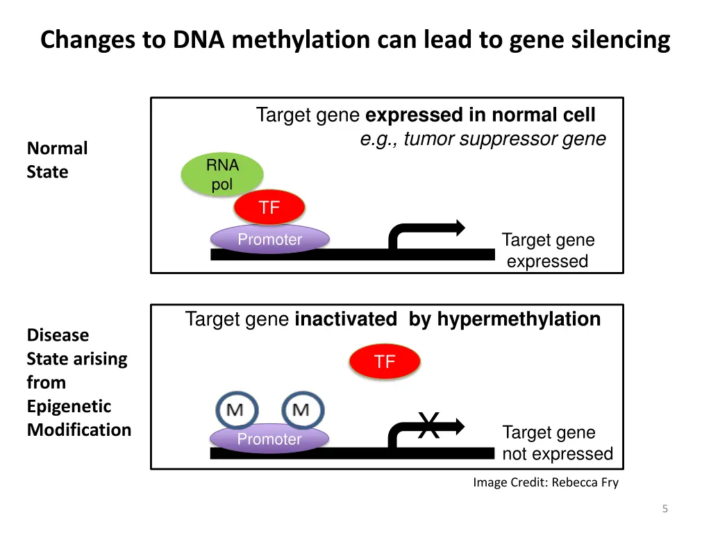 changes to dna methylation can lead to gene