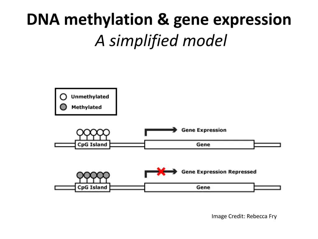 dna methylation gene expression a simplified model