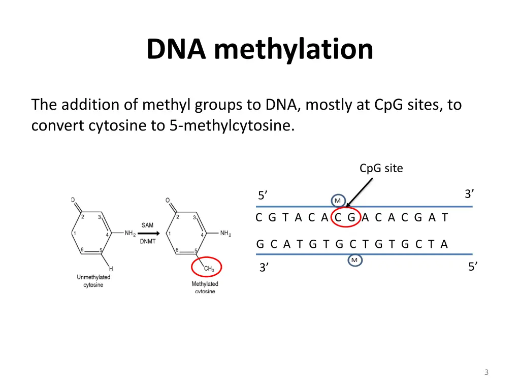 dna methylation