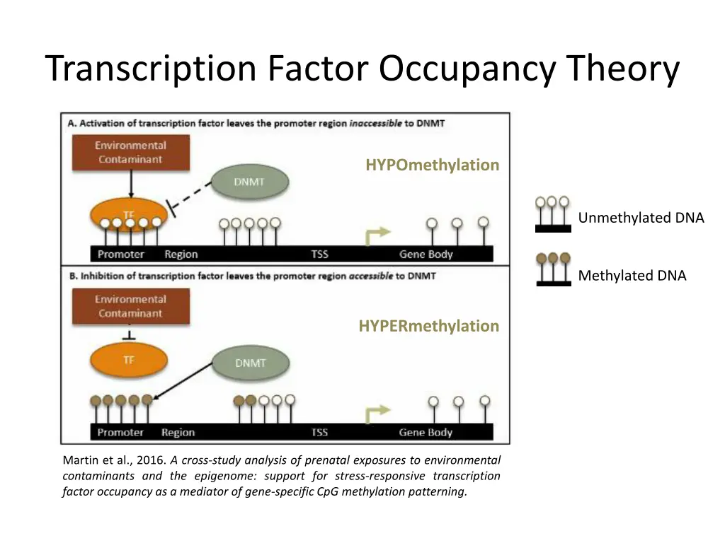 transcription factor occupancy theory