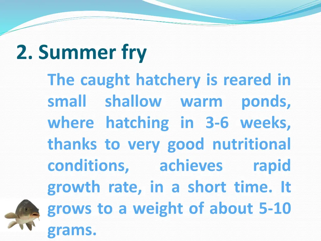 2 summer fry the caught hatchery is reared