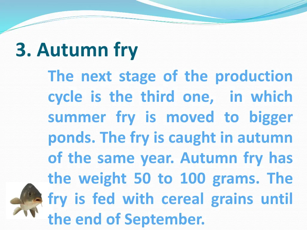 3 autumn fry the next stage of the production