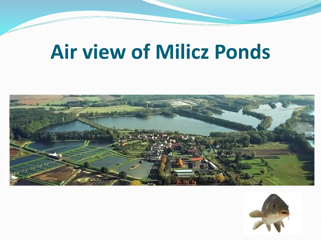 air view of milicz ponds 1