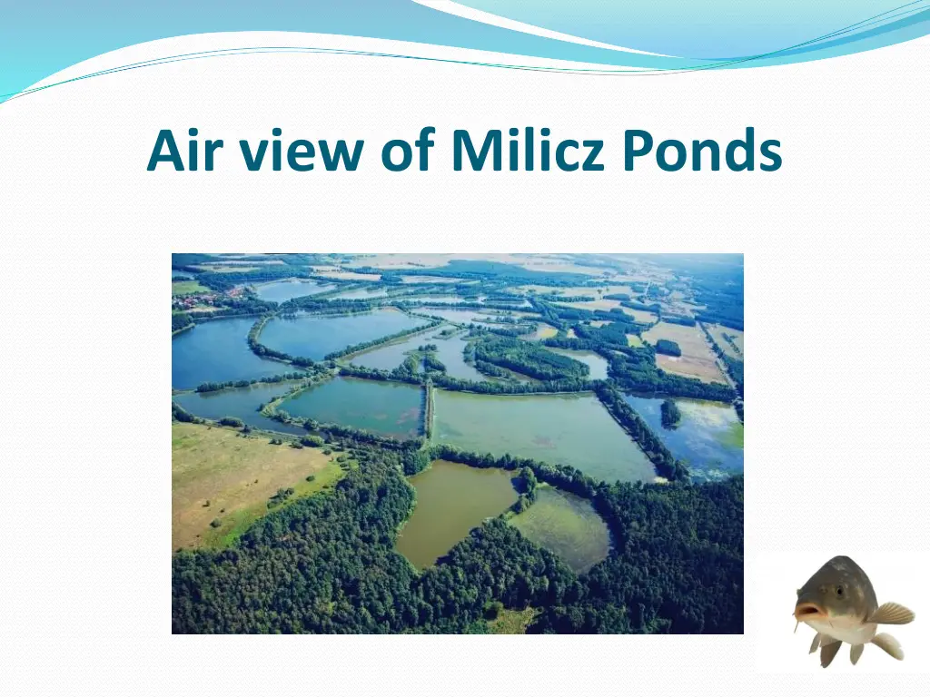 air view of milicz ponds