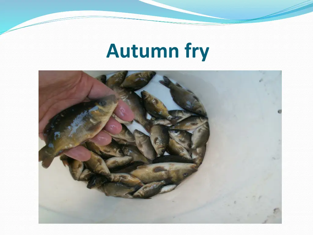 autumn fry