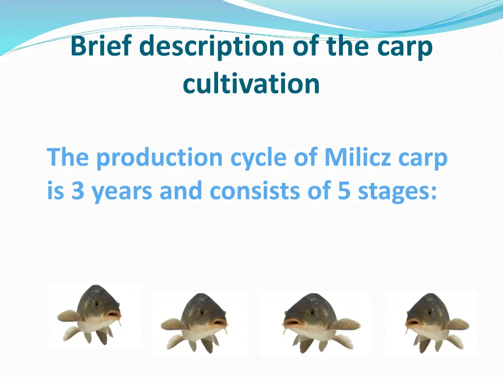 brief description of the carp cultivation