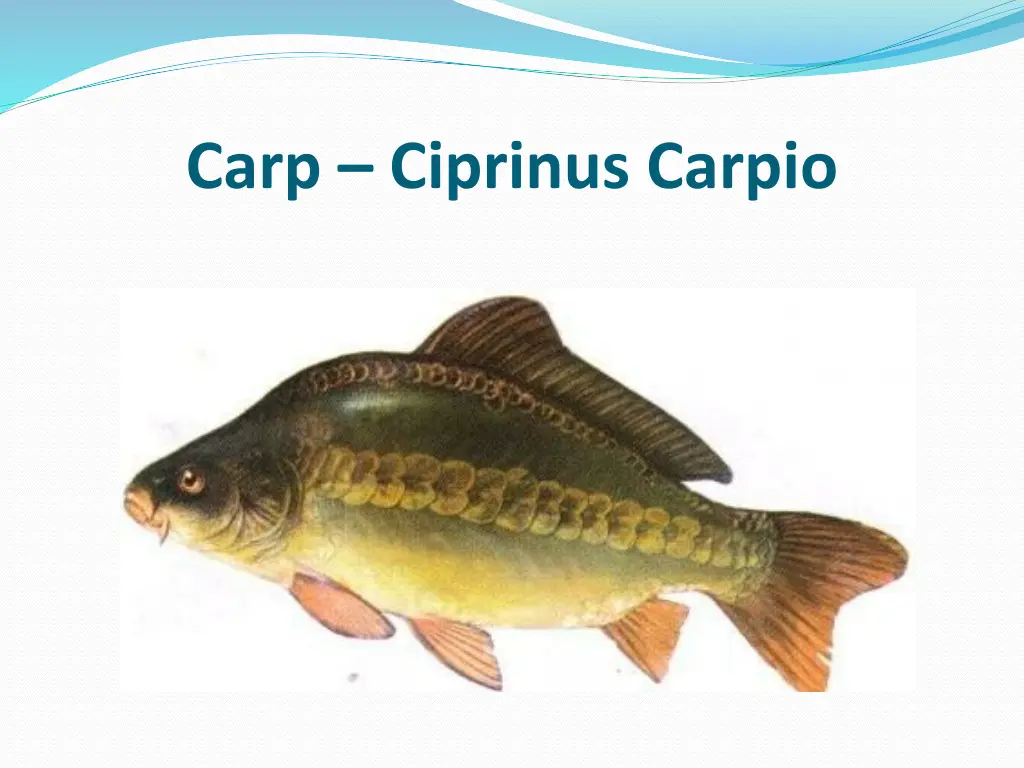 carp ciprinus carpio