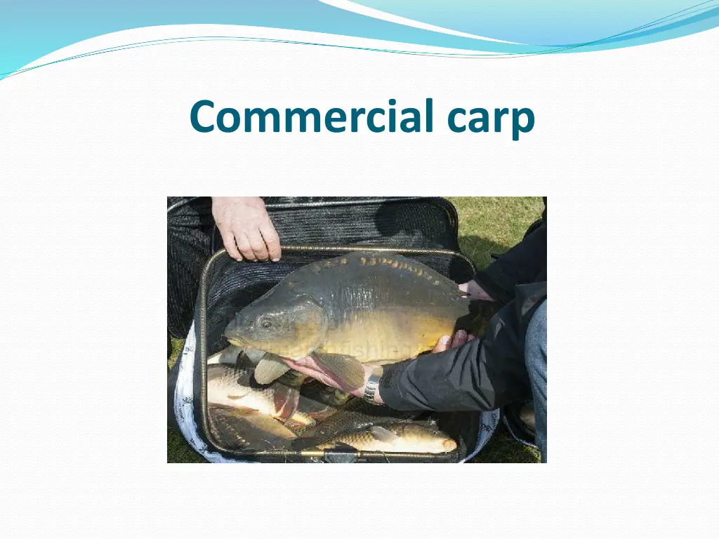 commercial carp