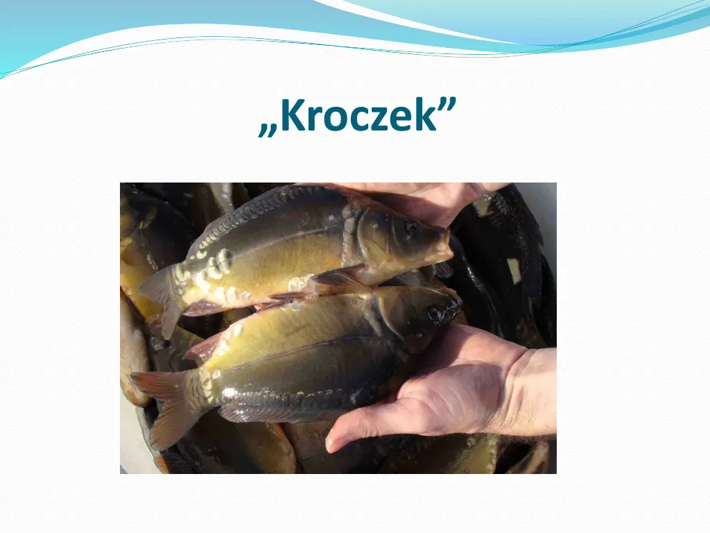 kroczek