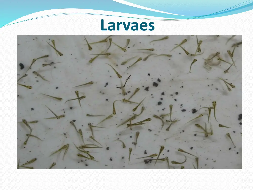 larvaes