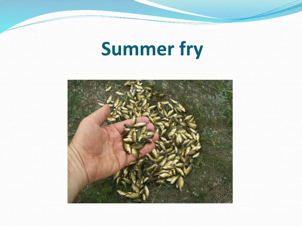 summer fry