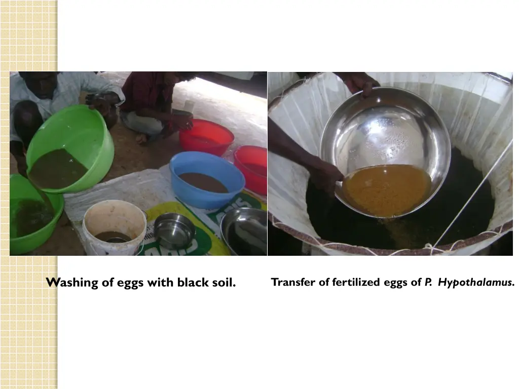 washing of eggs with black soil