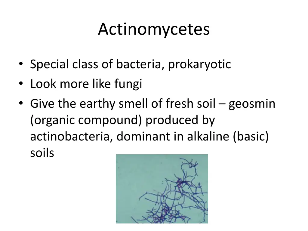 actinomycetes