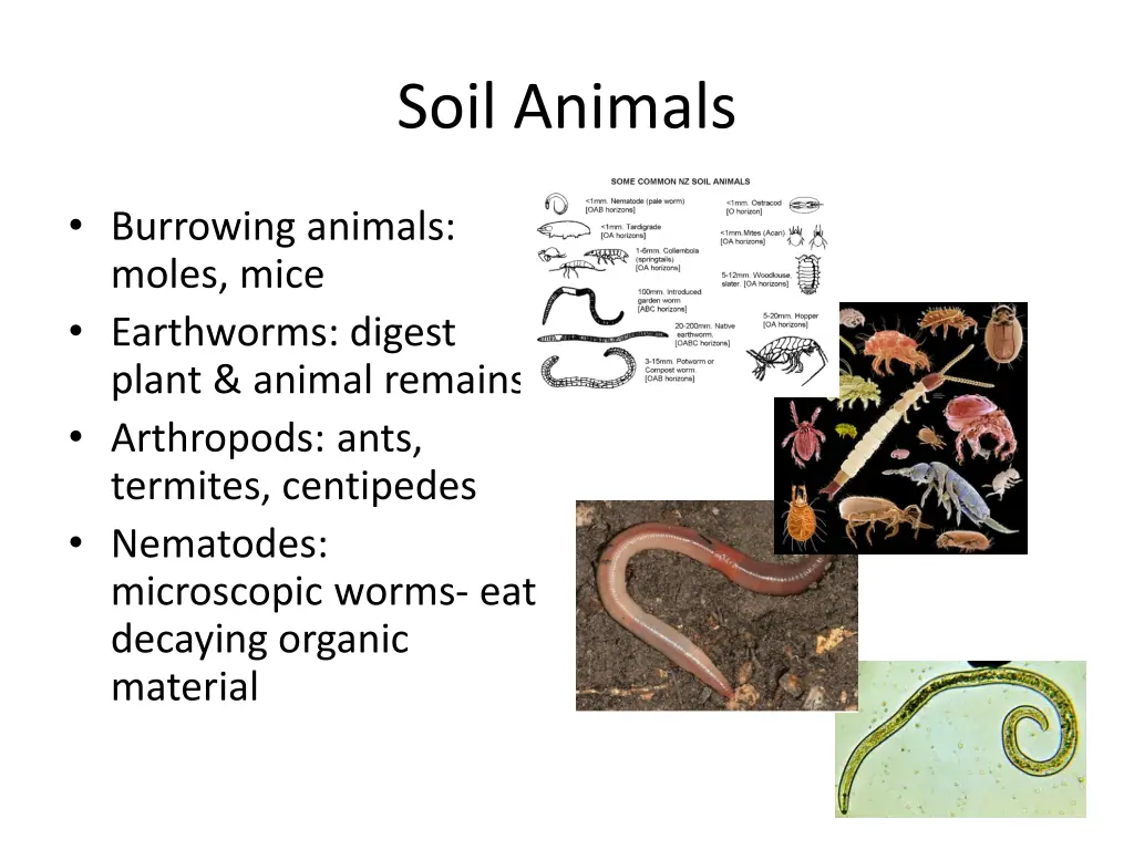 soil animals