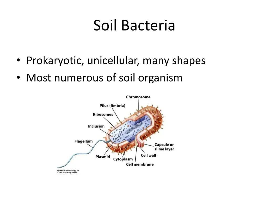 soil bacteria