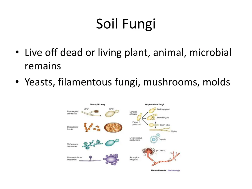 soil fungi