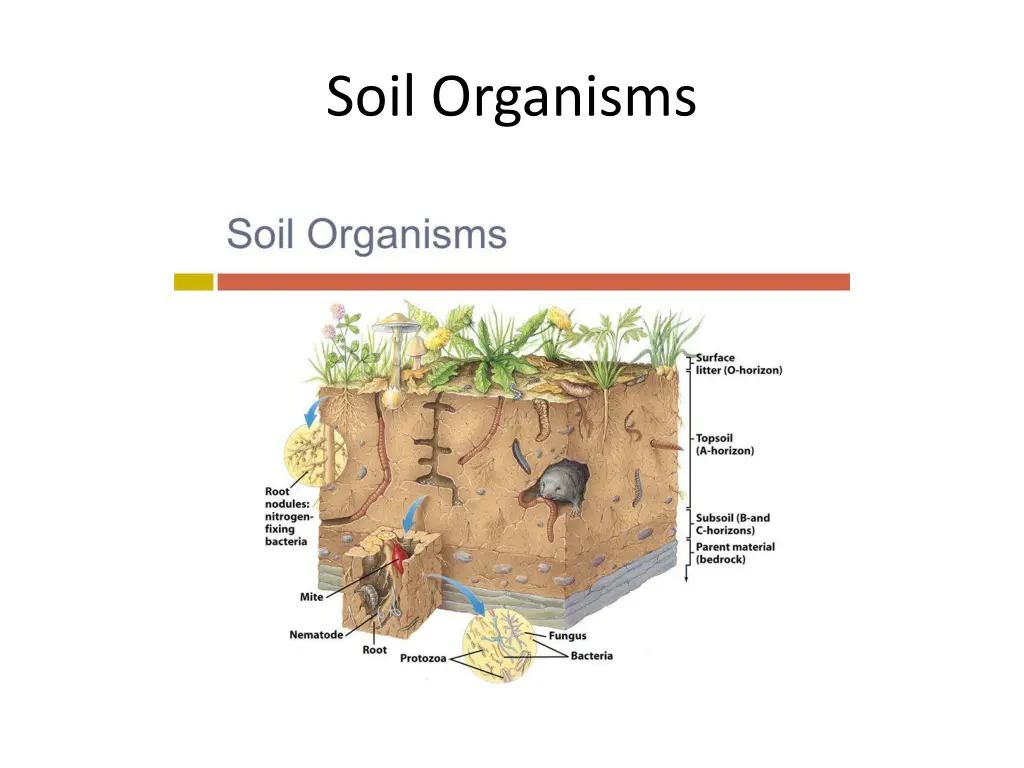 soil organisms 2