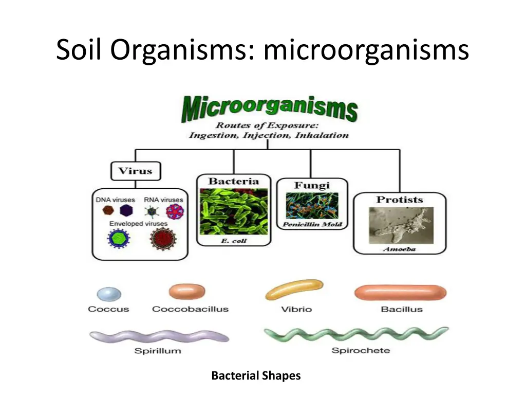 soil organisms microorganisms