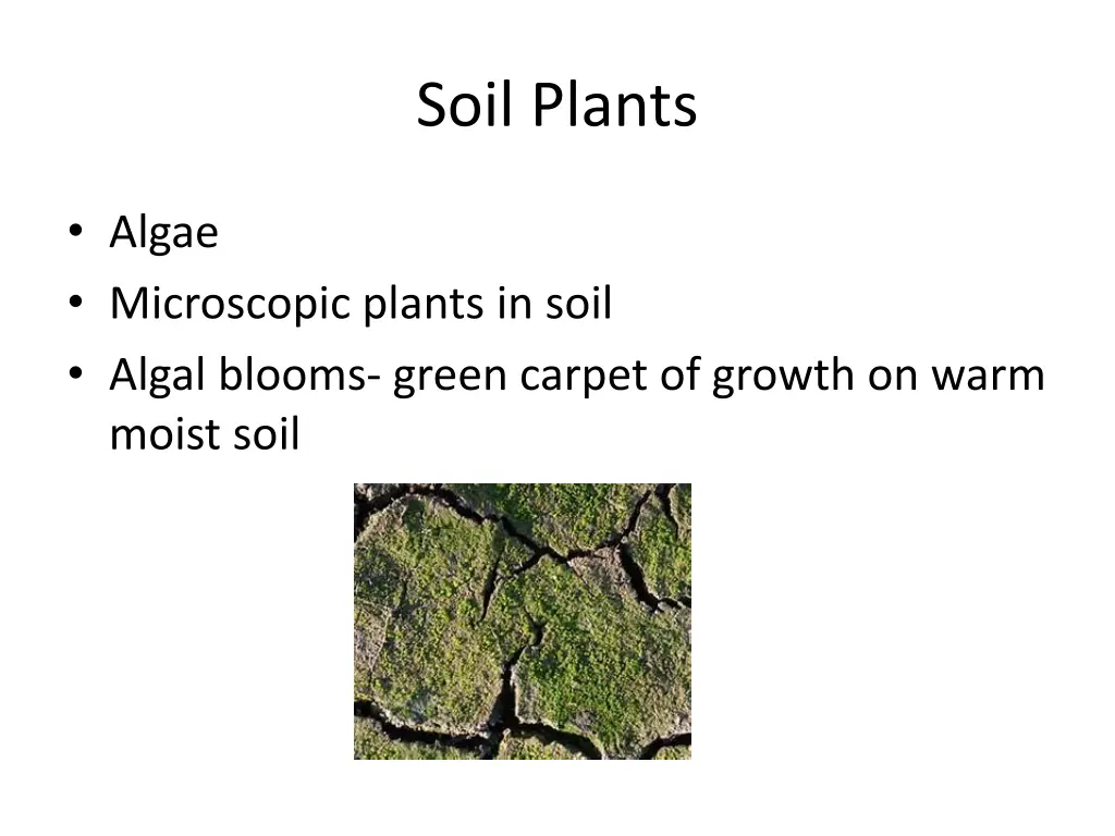 soil plants