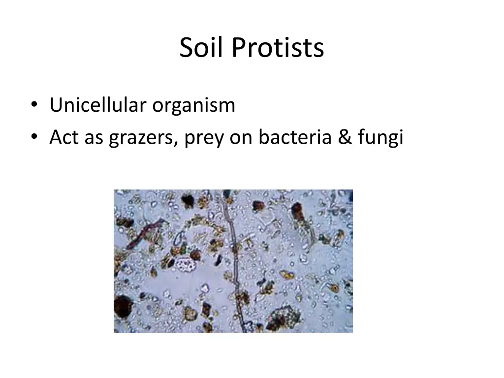 soil protists