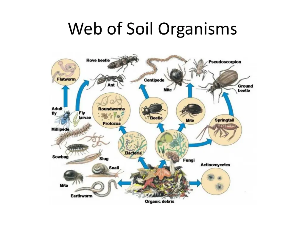 web of soil organisms