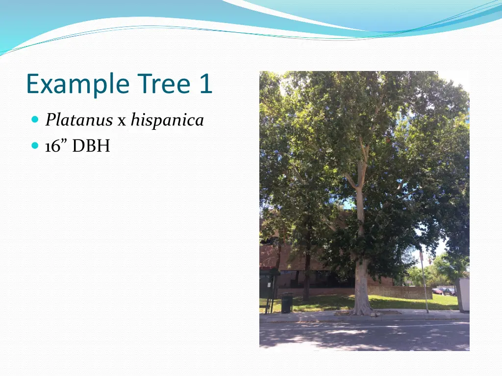 example tree 1