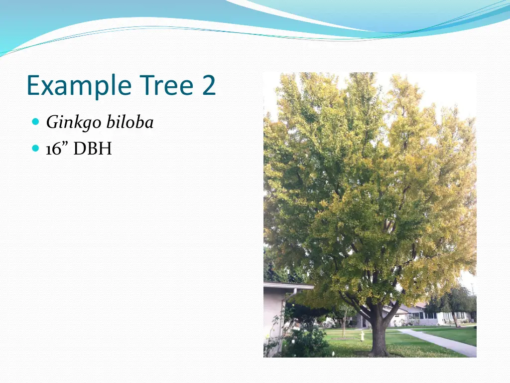 example tree 2