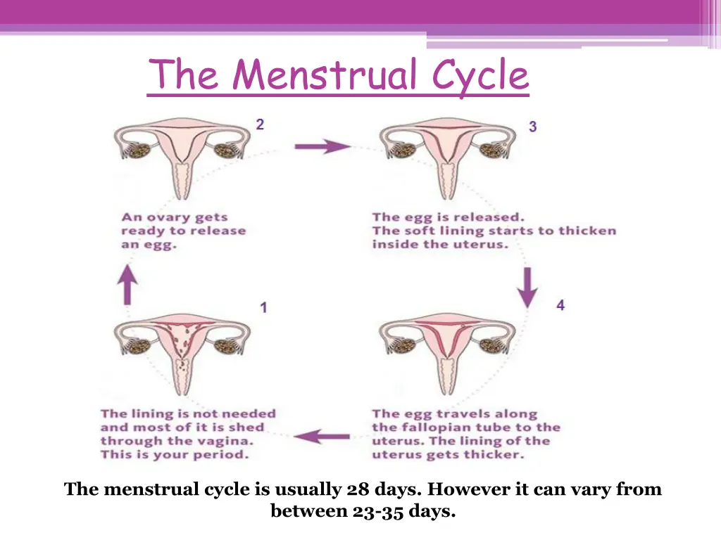 the menstrual cycle