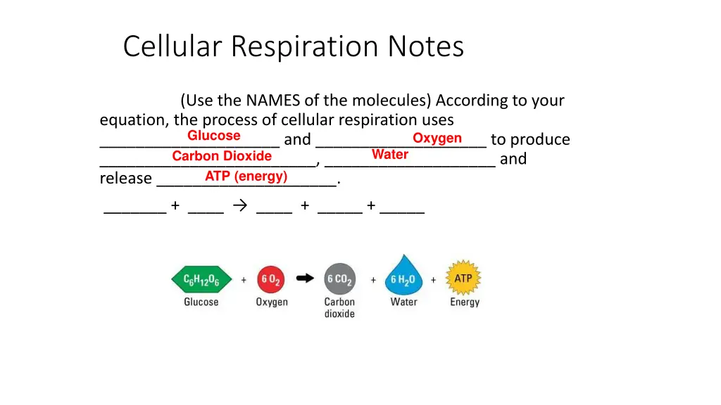 cellular respiration notes