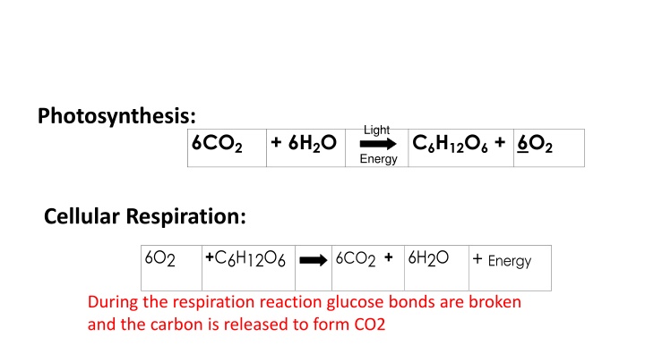 photosynthesis