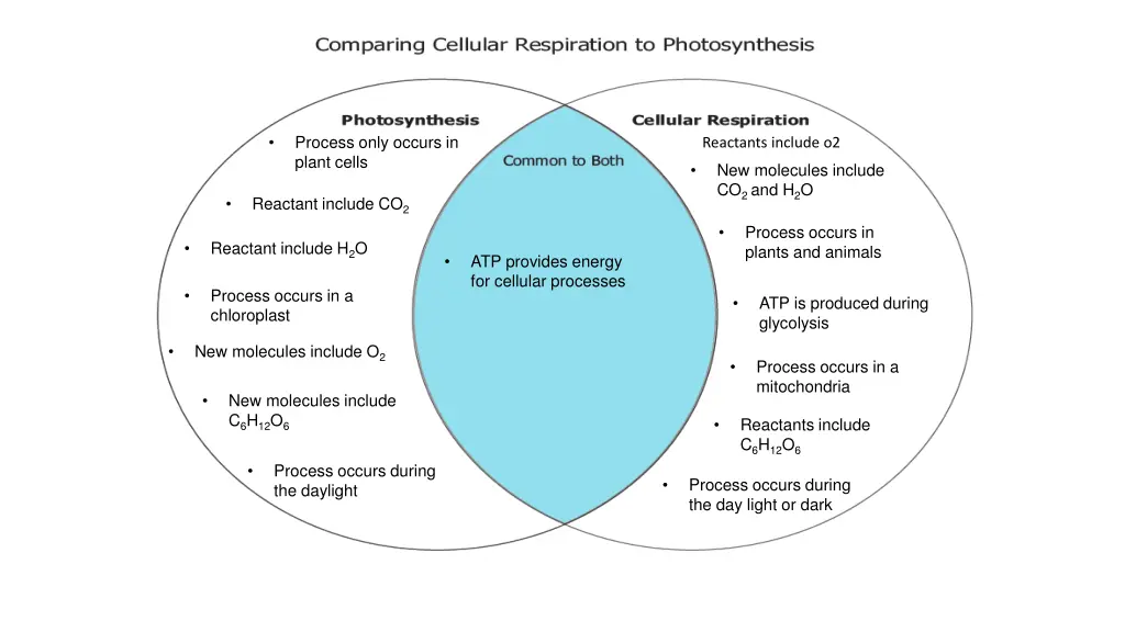 process only occurs in plant cells