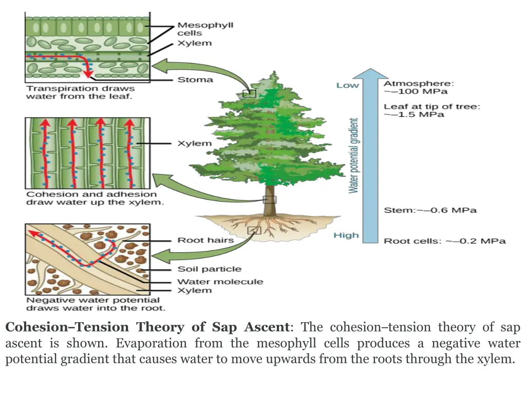 cohesion tension theory of sap ascent