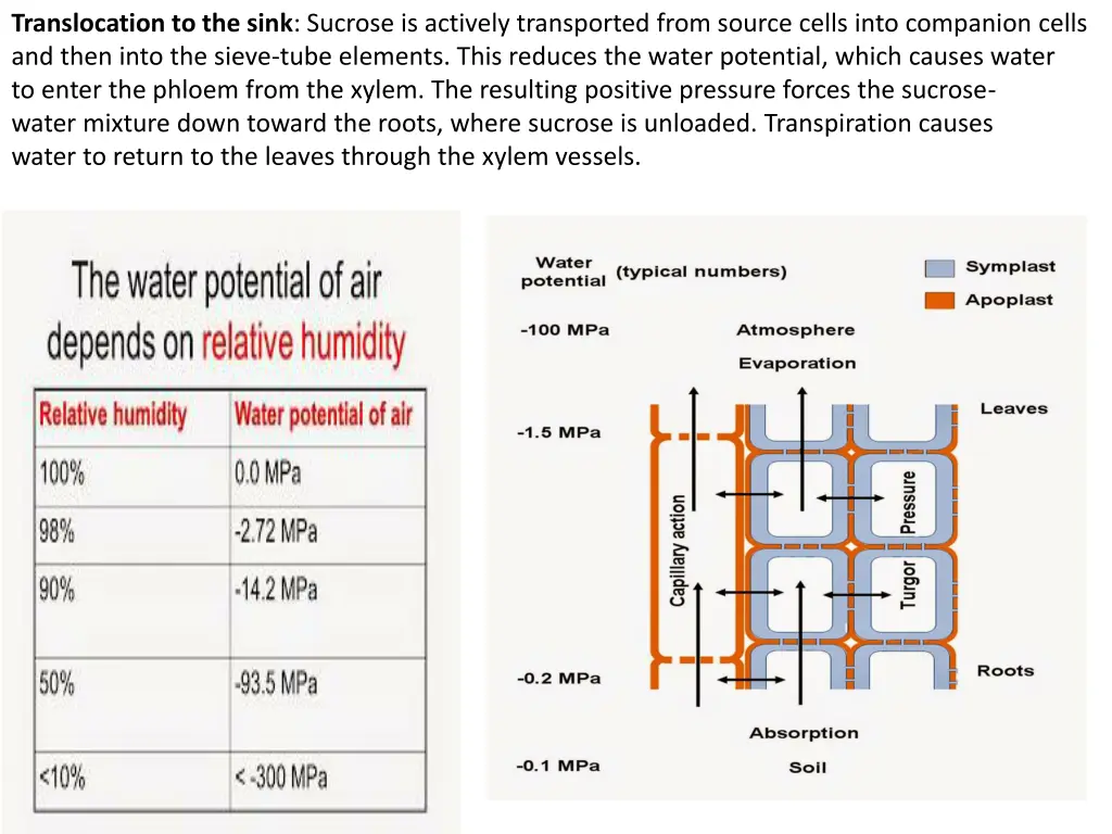 translocation to the sink sucrose is actively