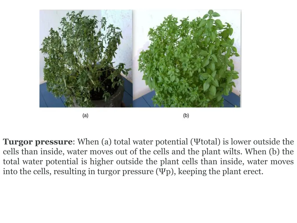 turgor pressure when a total water potential