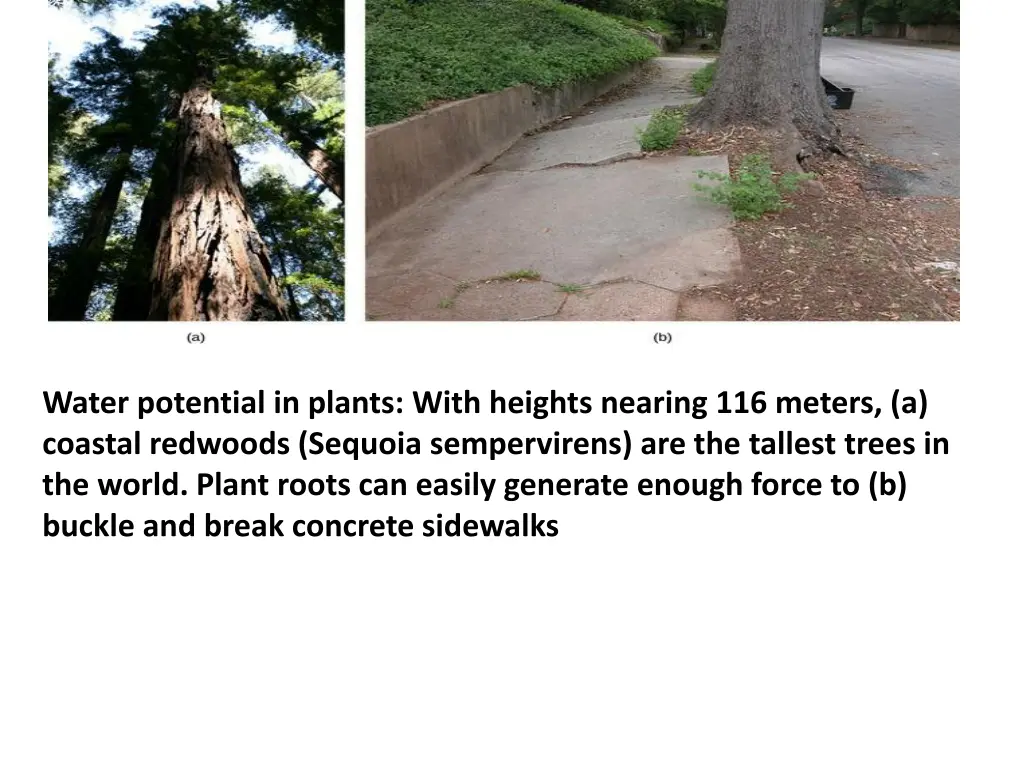 water potential in plants with heights nearing