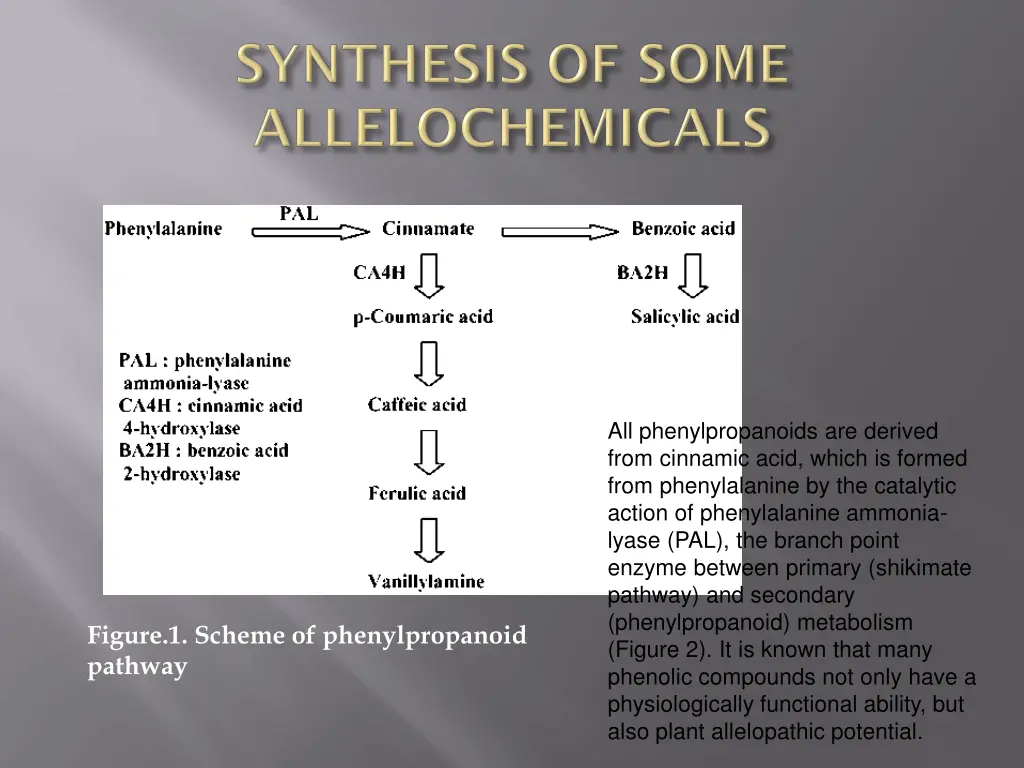 all phenylpropanoids are derived from cinnamic