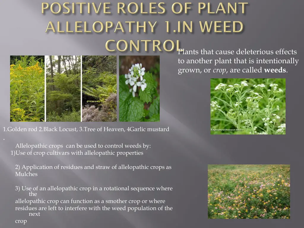 plants that cause deleterious effects to another