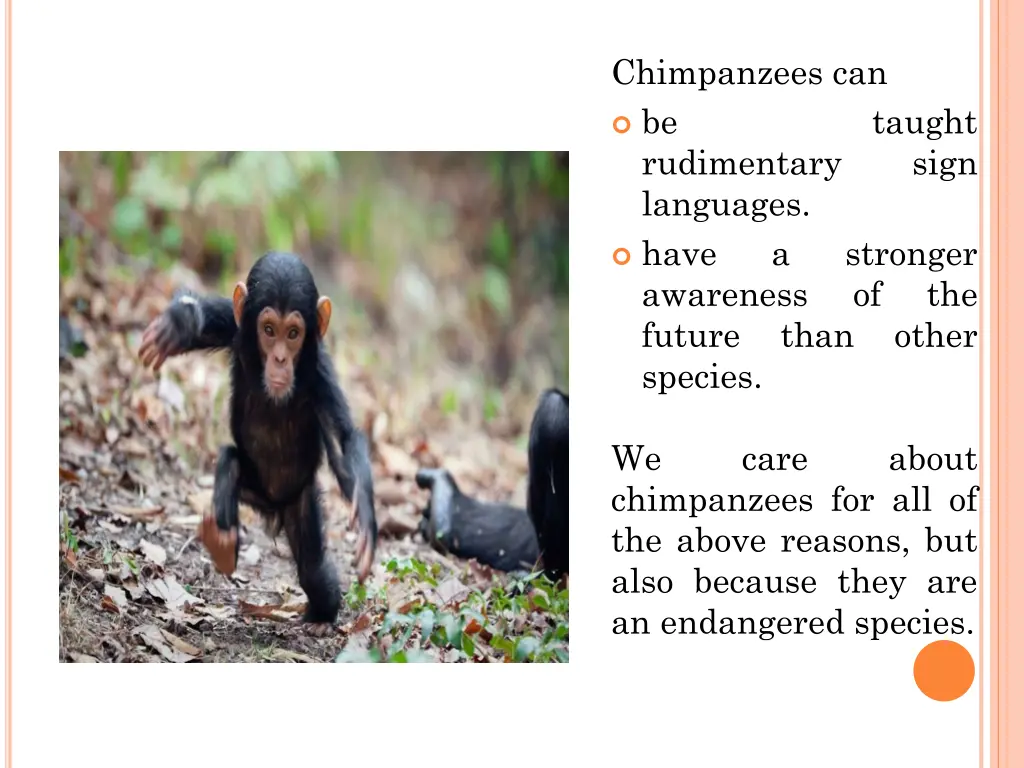 chimpanzees can be rudimentary languages have