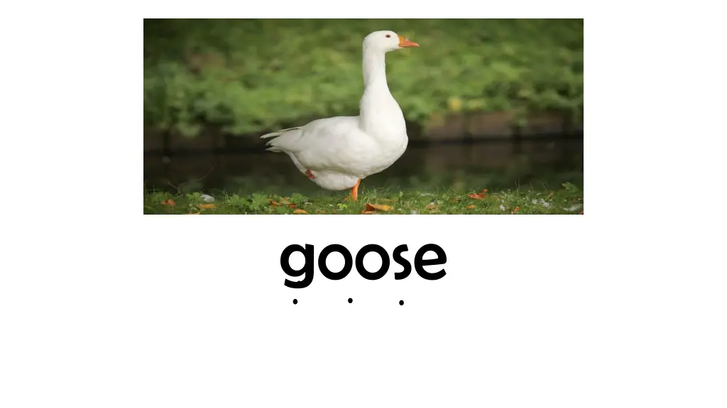 goose