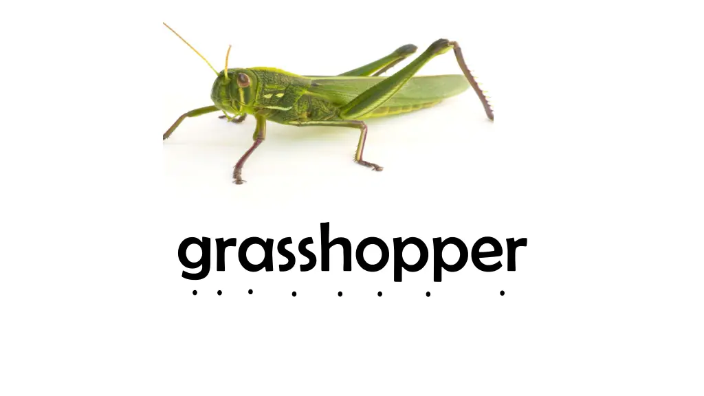 grasshopper