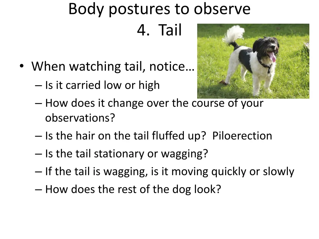 body postures to observe 4 tail