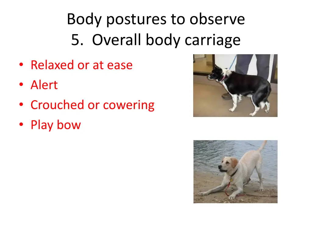 body postures to observe 5 overall body carriage