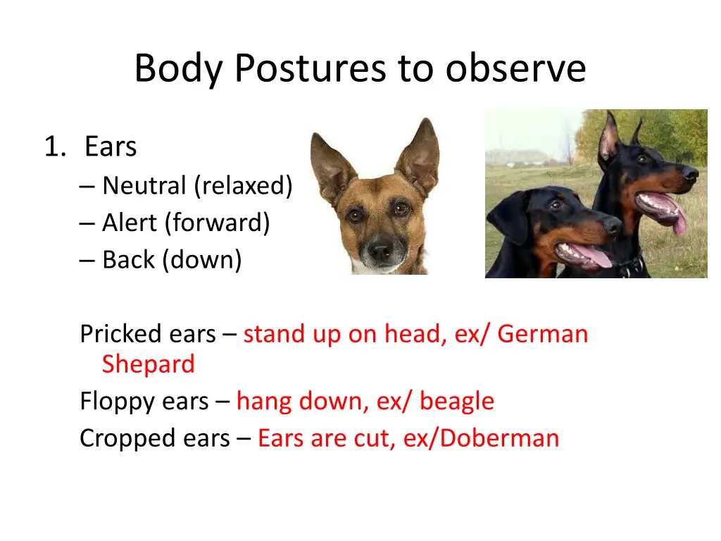 body postures to observe